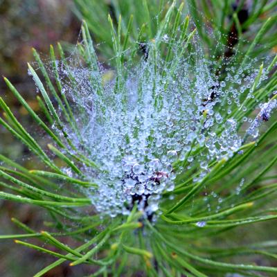 Soies d'araignées chargées de rosée sur une branche de pin.