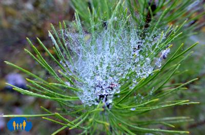 Soies d'araignées chargées de rosée sur une branche de pin.