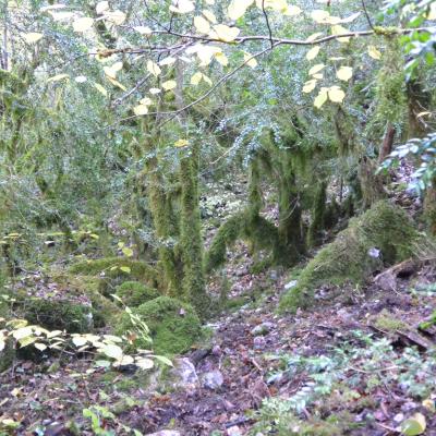 Ces grandes mousses qui pendent aux arbres rendent le lieu féérique.