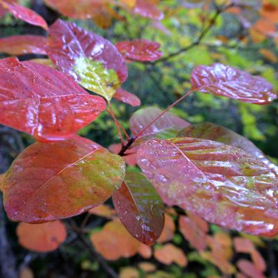 Reflets de lumière sur les feuilles humides des cotinus.
