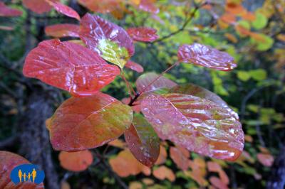 Reflets de lumière sur les feuilles humides des cotinus.