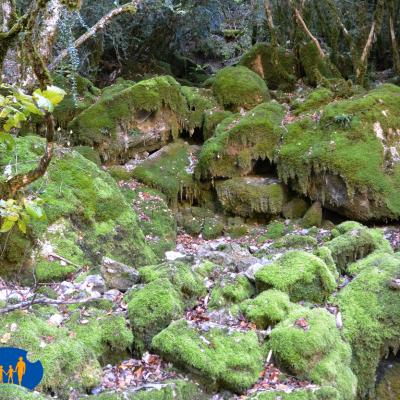 Rochers couverts d'une belle mousse bien verte.