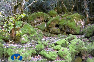 Rochers couverts d'une belle mousse bien verte.