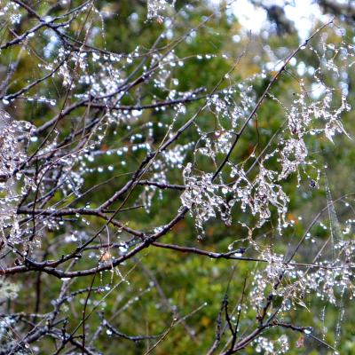 Gouttes de rosée sur les branches des arbres.