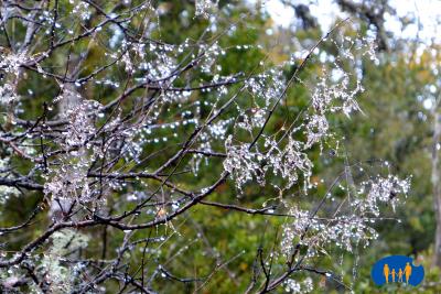 Gouttes de rosée sur les branches des arbres.