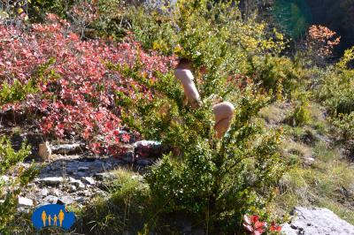 Les chaussettes sèchent sur quelques branches de buis.