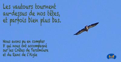 Les vautours de Tarsimoure.
