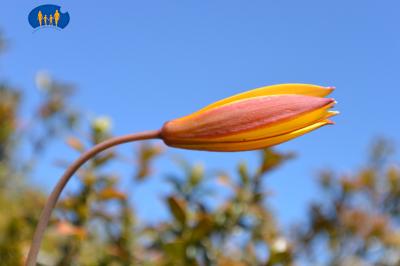Tulipe sauvage pas encore épanouie.