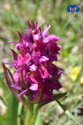 Orchidée rose sombre.