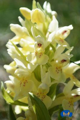 Orchidée jaune.
