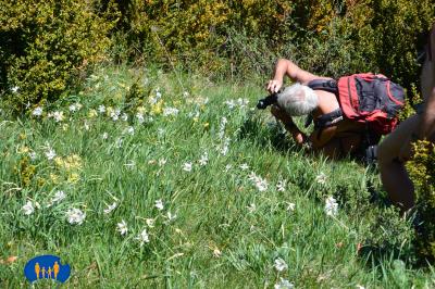 Tapis de narcisses sous l'œil du photographe.