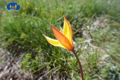 Tulipe sauvage.