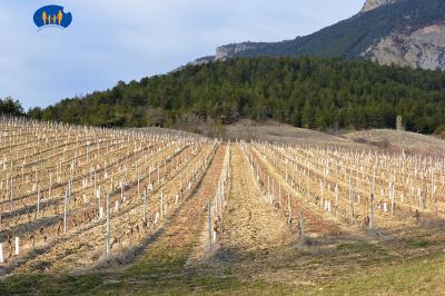 Une vigne.