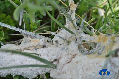 Traces baveuses qui marquent leur déplacement.