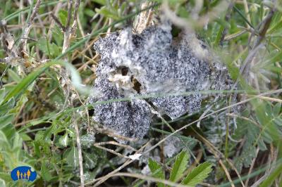 Le Blob en voie de rétraction, il se couvre de spores.