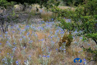 Chardons Bleus.