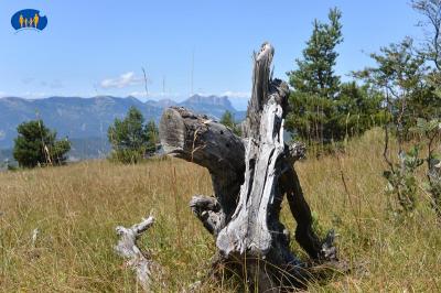 Sculpture naturelle 1431a