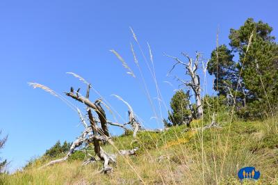 La Toussière - Arbres morts.