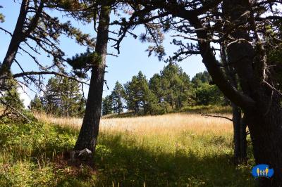 La Toussière - Prairie jaunie par le soleil d'été.