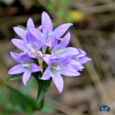 La Rochette - Fleur bleue.