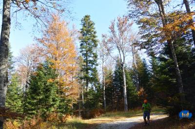 Rochers de Chironne - Grands arbres au fut bien droit.