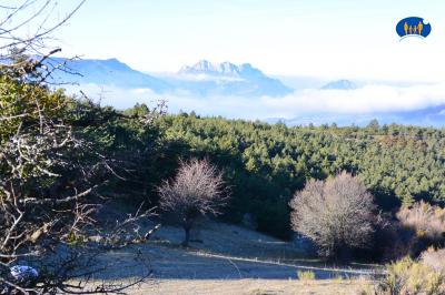 Forêt froide sous le soleil encore rasant.