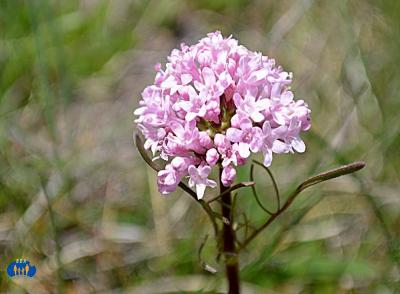 Une belle fleur rose perchée sur sa longue tige.