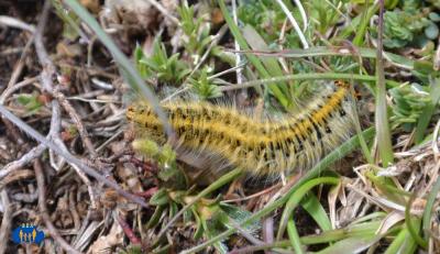 Une belle chenille velue.