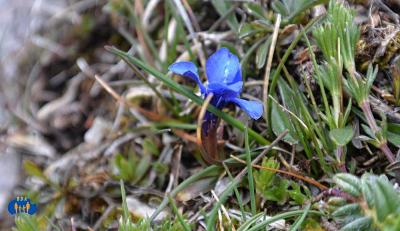 Une petite gentiane bleue qui sort juste des herbes.