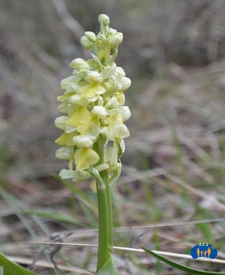 Orchidée jaune.