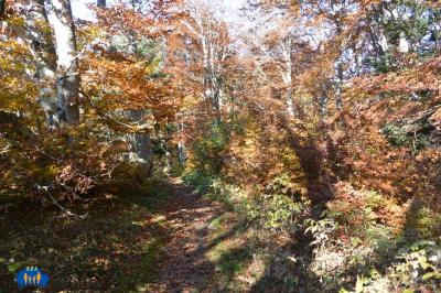 Sentier en sous-bois de hêtres.