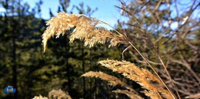 Herbe au soleil, détail.