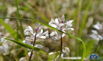 Fleurs macro.