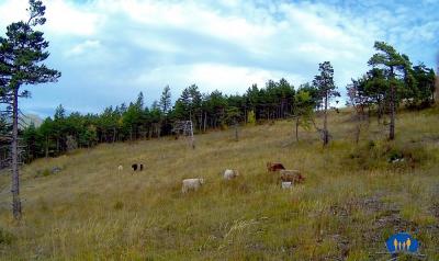 Rencontre avec quelques vaches.