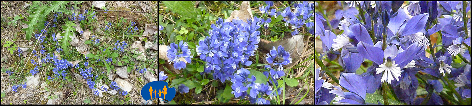 Fleurs bleues