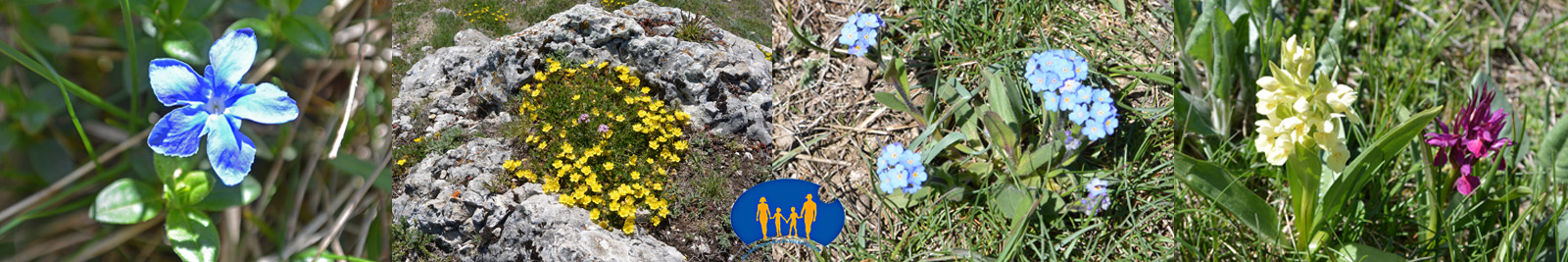 Fleurs de la gresiere