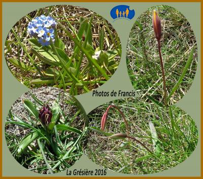 Fleurs de la Gresierere