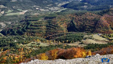 En contre-bas, à gauche de notre itinéraire de montée, une étrange disposition de la forête de pins !