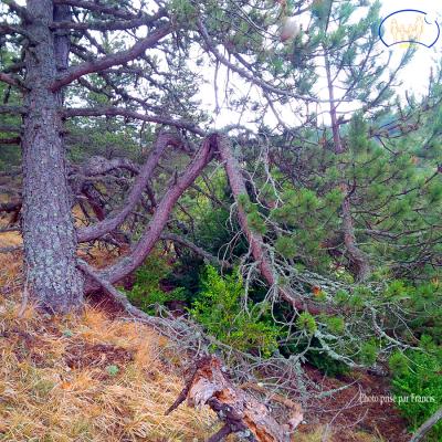 Ces branches presque cassées sont toujours vivantes.