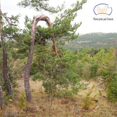 Un arbre plié en deux, mais les branches de redressent !