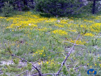Ici, c'est une multitude de fleurs jaunes.