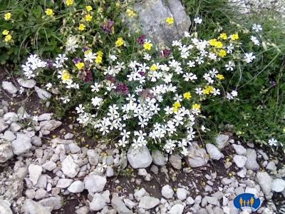 Petites fleurs parmi les rocailles.