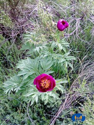 Pivoine sauvage.