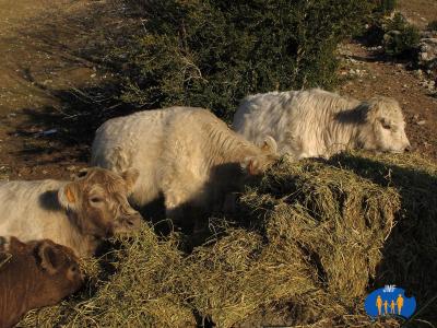 Jeunes vaches écossaises, débroussailleuses des montagnes.
