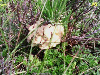 Un Blob qui grimpe dans les herbes.