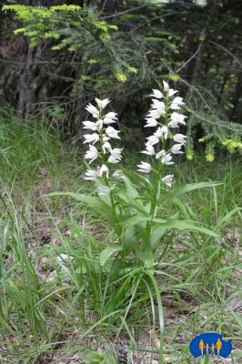 Orchidée - Céphalanthère à feuilles étroites et fleurs d'un blanc pur