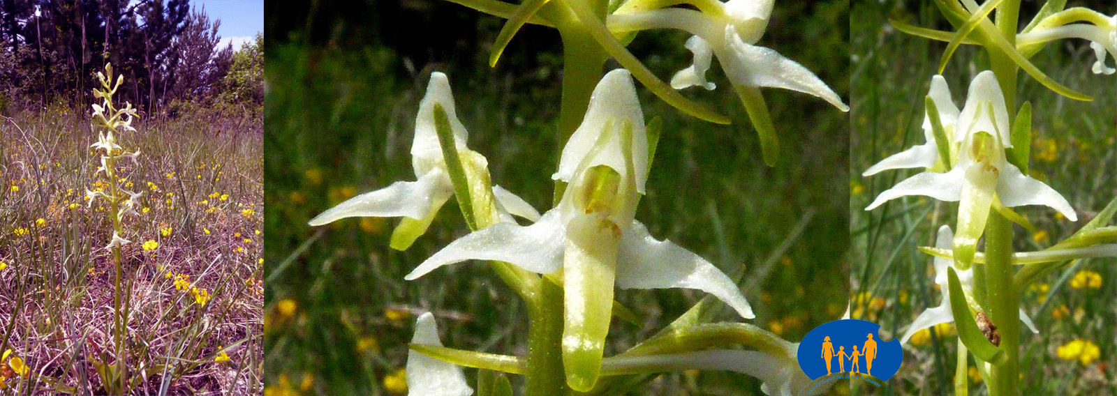 Orchidées, toujours belles !