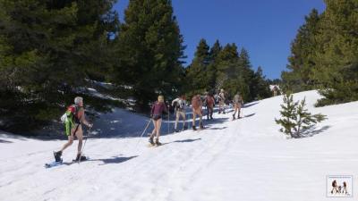 Forêt de pins à crochets, qui ont servi pour les bains de térébenthine.