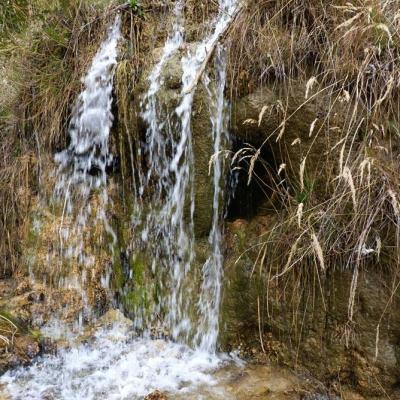 Eau et grandes herbes.