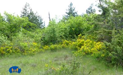 Très bel espase de verdure avec sa bordure de genêts.